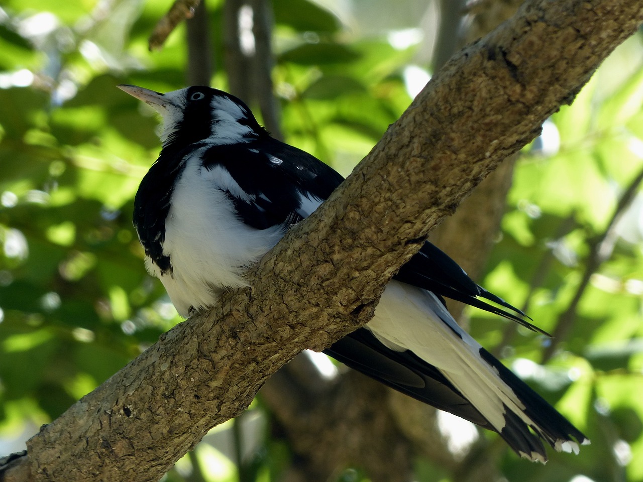 Magpie Lark | Spring is in the Air
