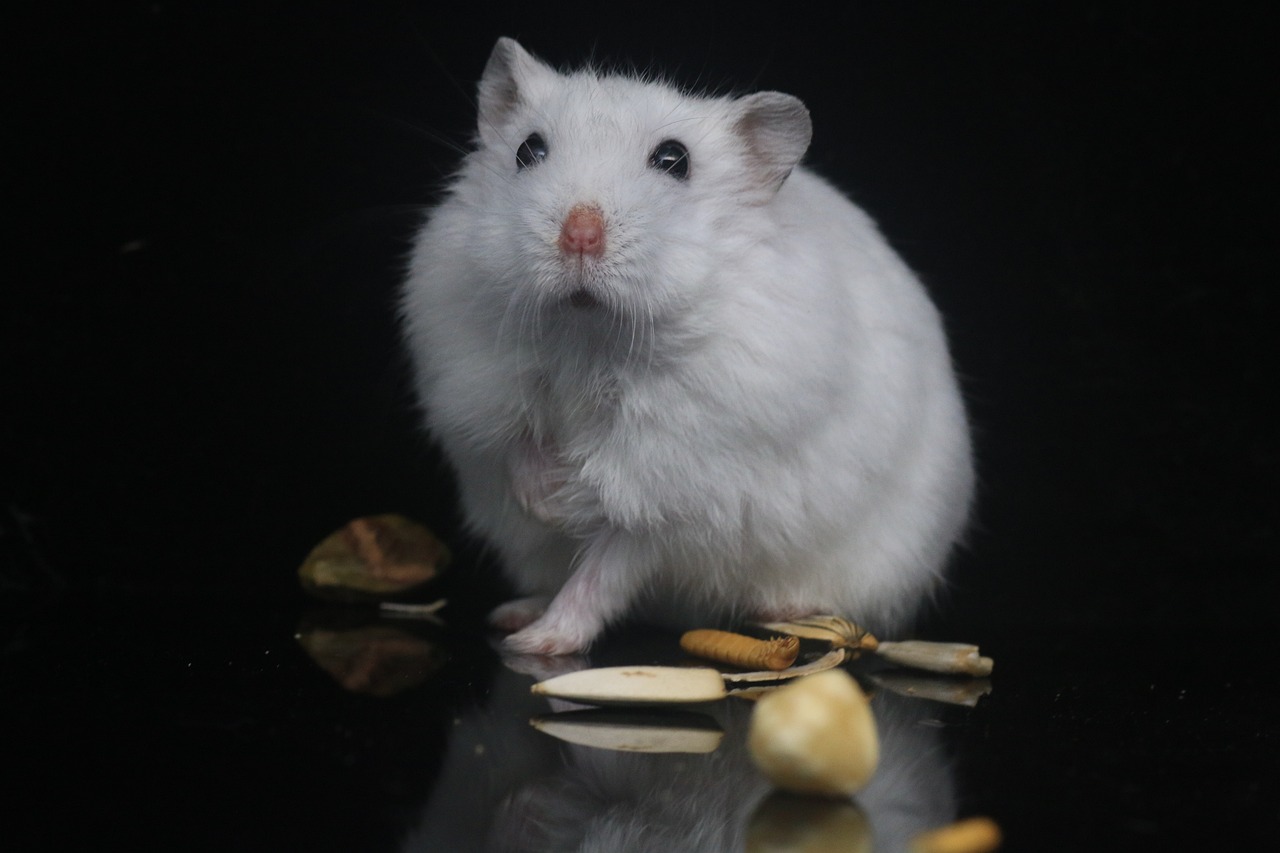 Keep Your Hamster in Good Health for Life